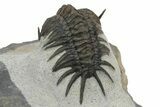 Crotalocephalus (“Cyrtometopus”) Trilobite - Scarce Species #241212-4